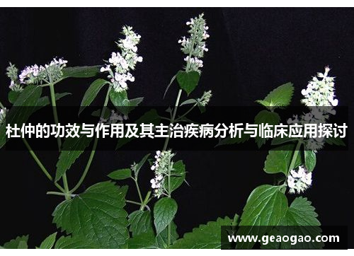 杜仲的功效与作用及其主治疾病分析与临床应用探讨
